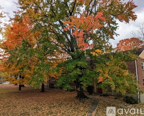A tree with orange leaves stands in front of a building.