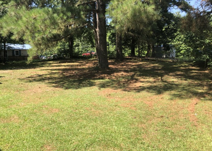 A tree in a grassy area with a house and car in the background.
