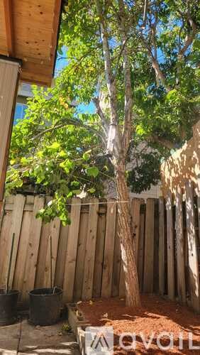 A tree in a backyard with a wooden fence.