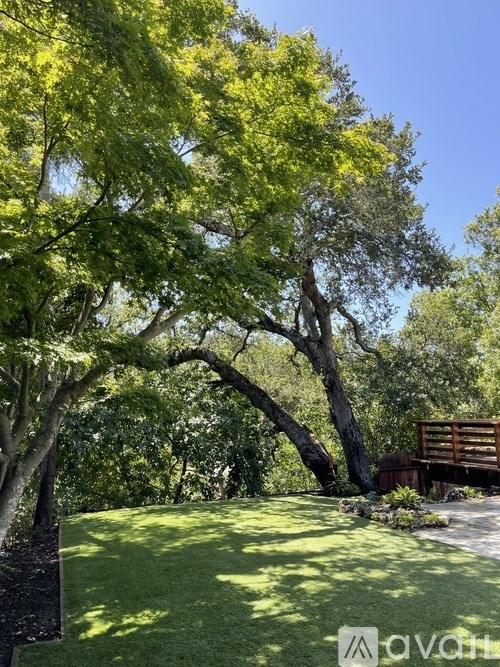 A tree with yellow leaves is in the foreground of a sunny day.