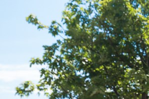 Heather Ridge Apartments 8800 Meadow Vista Road