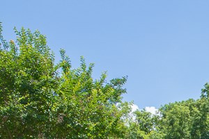 Ivy Hollow Apartments 4920 Tanager Park Drive Charlotte