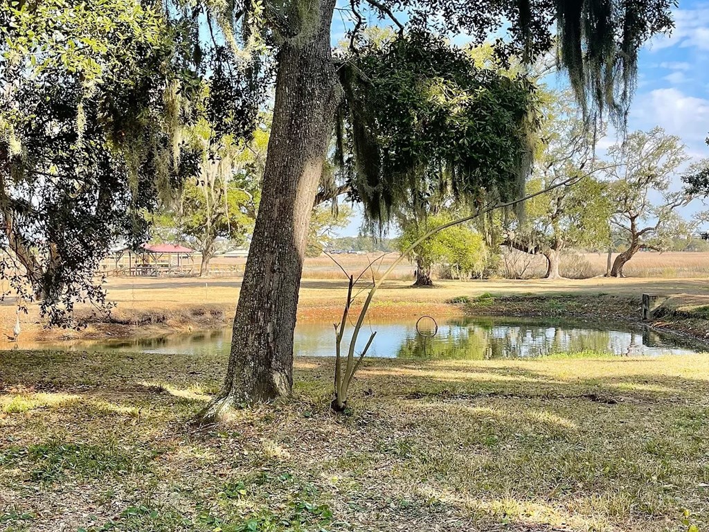 A tree with Spanish moss hanging from its branches stands in front of a pond.