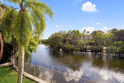 A palm tree is in the foreground of a serene lake surrounded by trees.