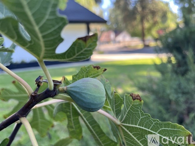 Source URL: https://prod-avail.s3.amazonaws.com/public_images/41505267/listing/IMG_3426.jpeg