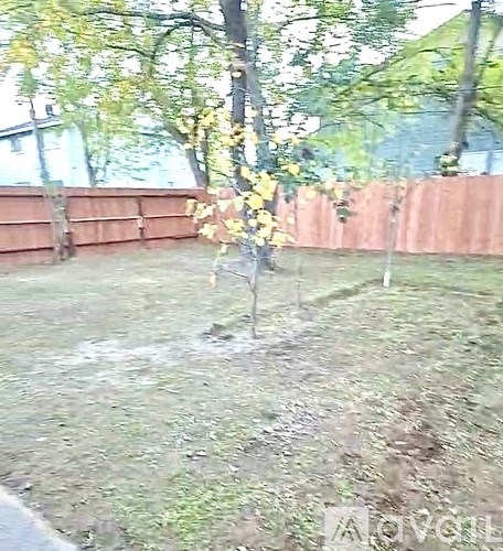 A small tree with yellow leaves in a yard.