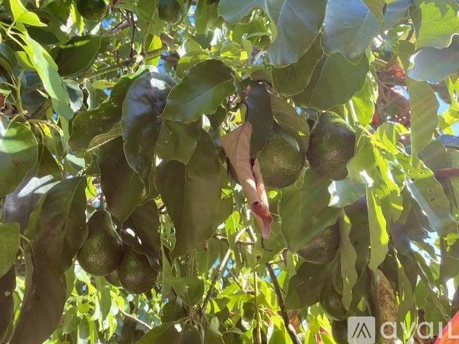 Source URL: https://prod-avail.s3.amazonaws.com/public_images/41374348/listing/IMG_0110.jpeg