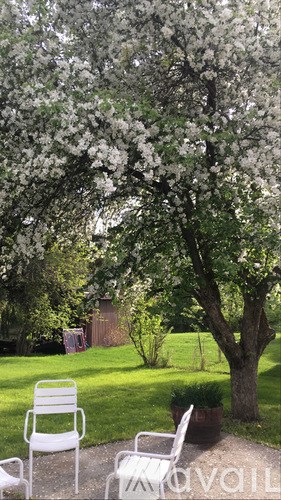 A tree with white flowers is in the background of a yard with white chairs in the foreground.