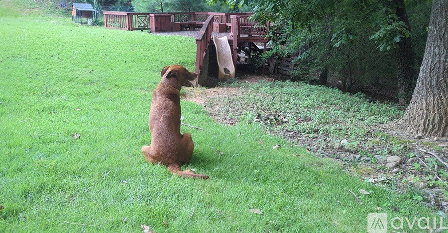 A dog is sitting on the grass looking at something.