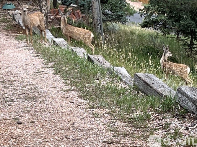 A herd of deer is standing by a stone wall.