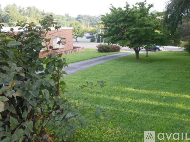 A tree in a grassy area with a road and a building in the background.