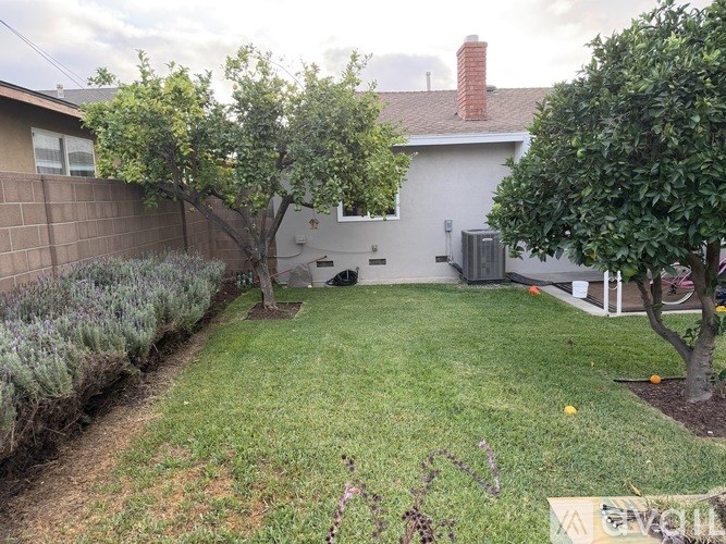 A backyard with a tree, a lawn, and a house in the background.