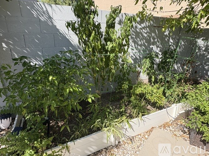 A green plant grows in a white planter.
