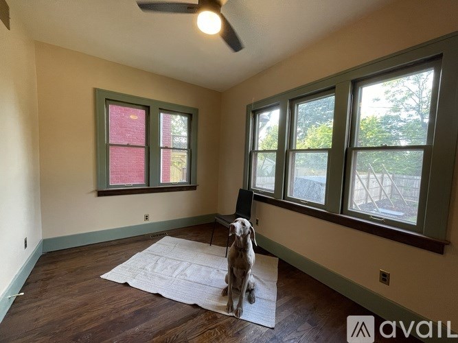 A dog is standing on a rug in a room with a ceiling fan.