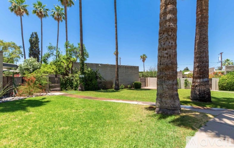 A backyard with a lawn, a palm tree and a wall.