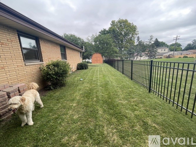 A dog is playing in the yard of a house with a black fence.