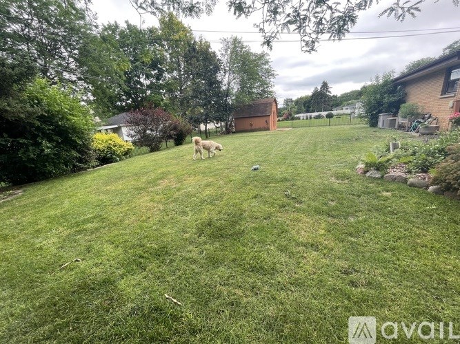 A dog is standing in a grassy yard.