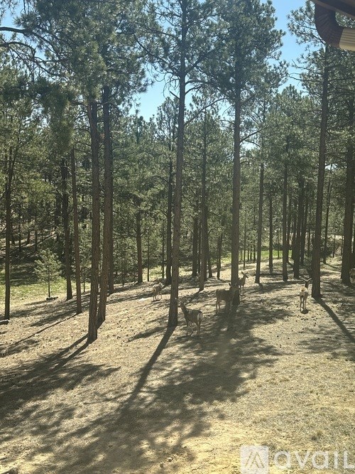 A forest with tall trees and a clear sky.