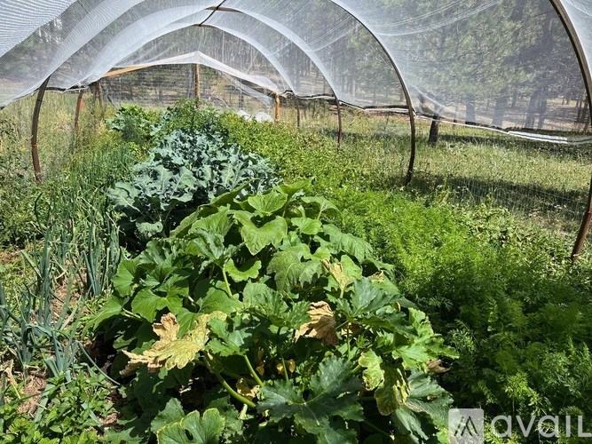 A greenhouse with plants growing inside.