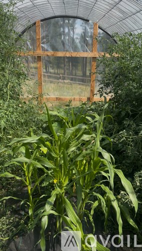 A greenhouse with a wooden frame and a glass roof.