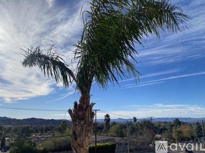 A palm tree stands in front of a suburban landscape.
