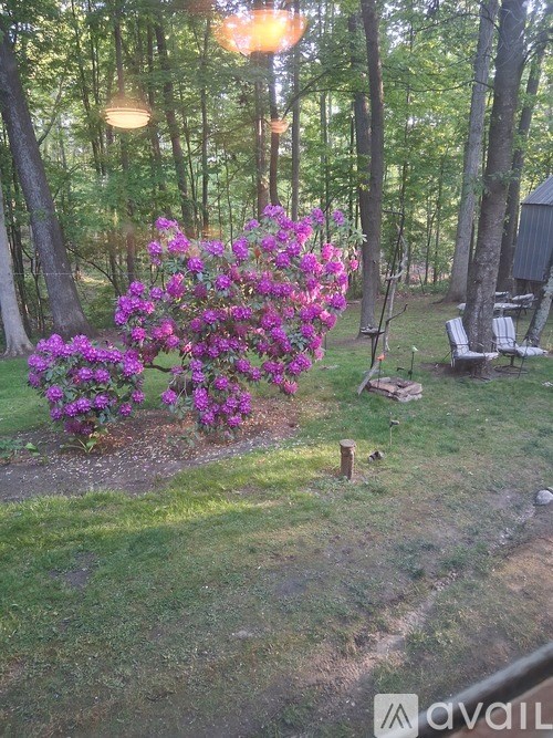 A bush with purple flowers is in the foreground of a yard.