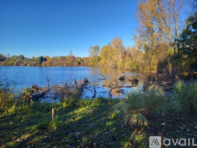 A serene lake surrounded by trees and grass.