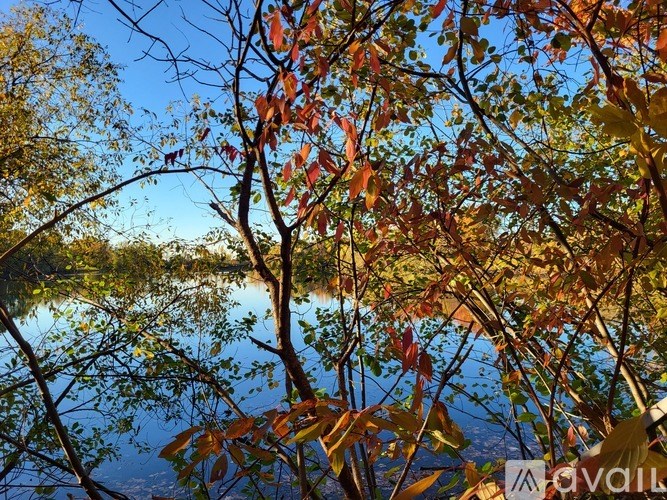 A tree with red leaves is in the foreground of a body of water.
