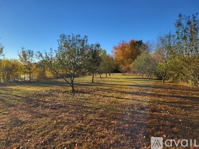 A field with trees and fallen leaves.