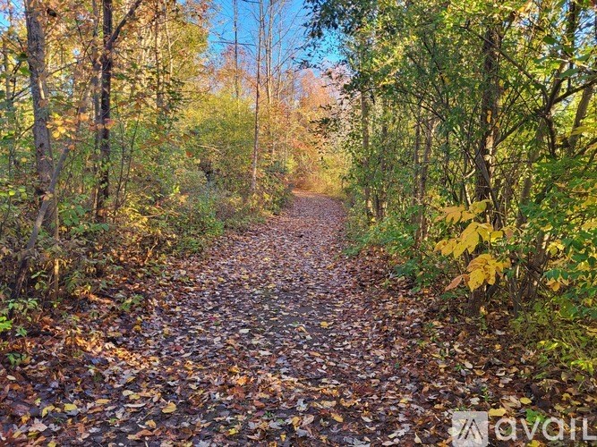 A path covered in leaves leads through a forest.