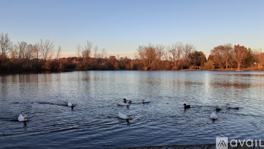 A group of geese swimming on a lake with trees in the background.