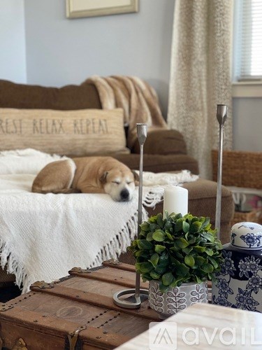 A dog is lying on a couch with a pillow that says "rest relax repeat".