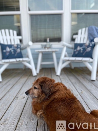 A brown dog is lying on a wooden floor.