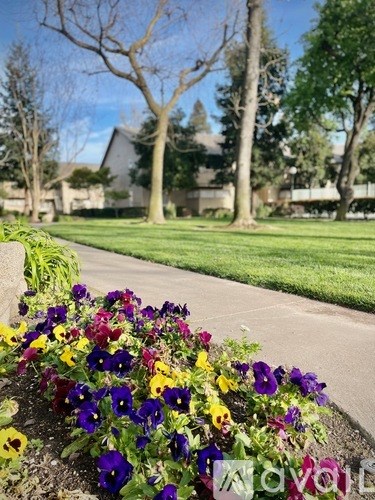 A flower bed with purple, yellow and white flowers in front of a house.