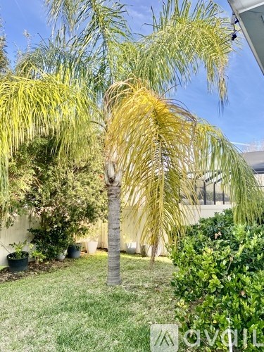 A palm tree in a backyard with a clear blue sky.