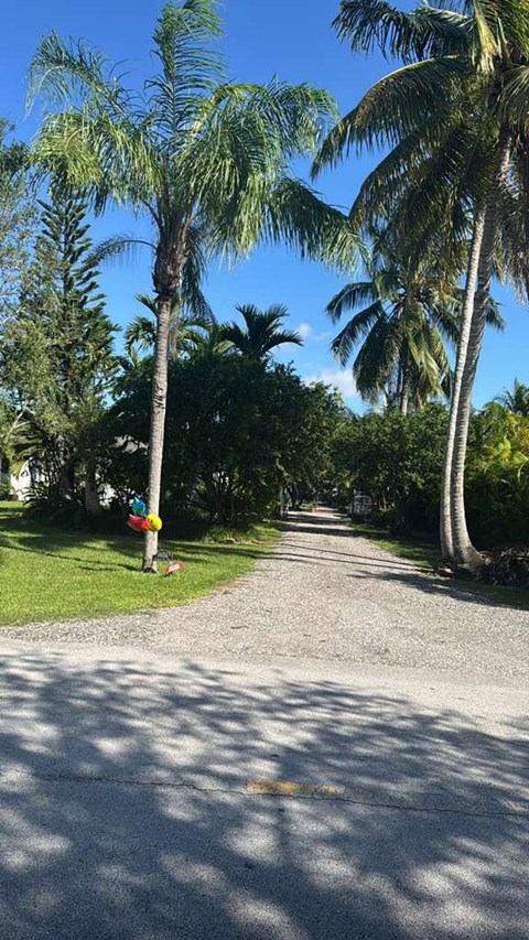 A gravel road is lined with palm trees.