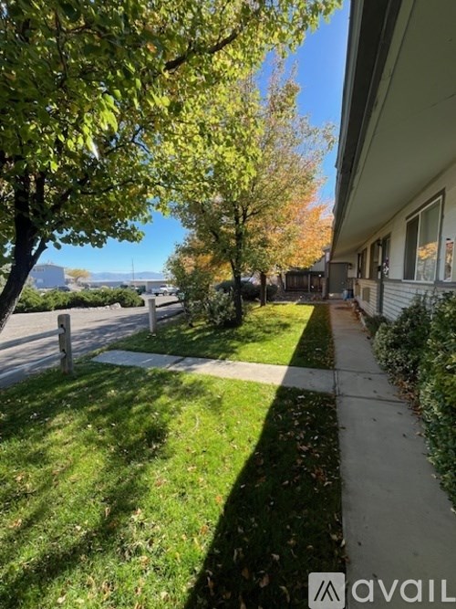 A tree with green leaves is in front of a house.
