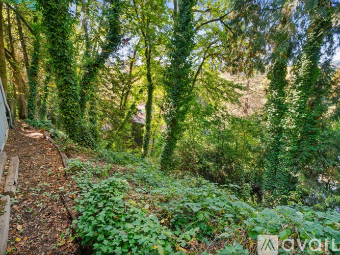 A forest path with green plants on the sides.