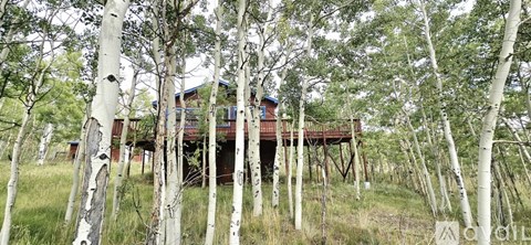 A wooden cabin is surrounded by birch trees.