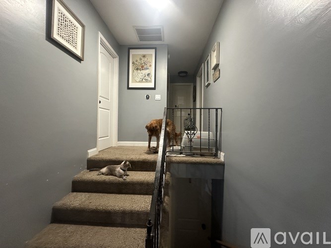 Two dogs on a staircase with a cage on the landing.