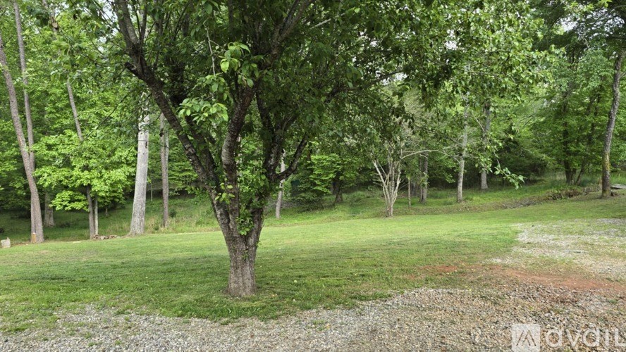 A tree in a grassy area with other trees in the background.
