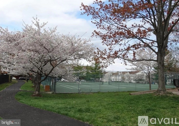A park with a tennis court and trees with pink blossoms.