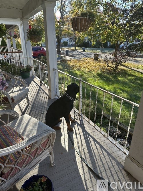 A dog is standing on a porch looking out the front door.