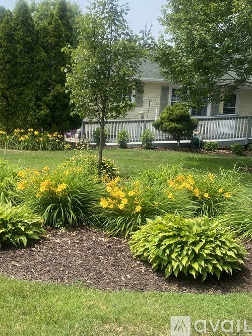A garden with yellow flowers and green plants.