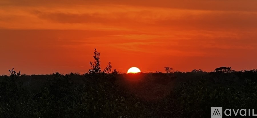 The sun is setting behind the trees in the distance.