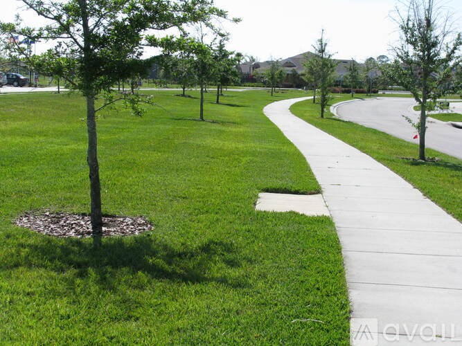 A tree in a grassy area with a white path.