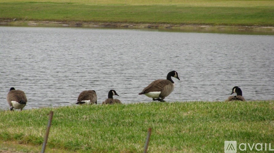 A group of geese are standing by the water.