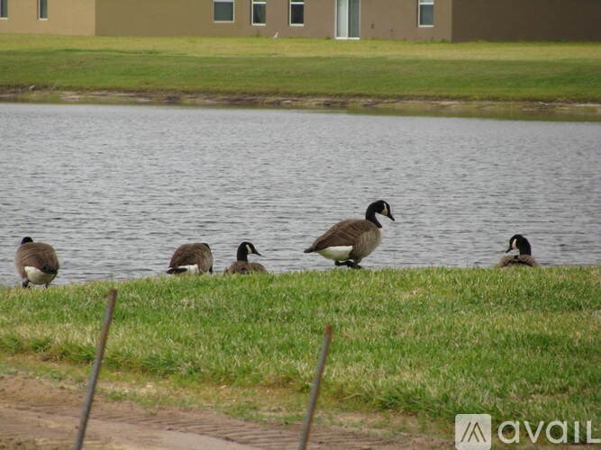 A group of geese are standing on the grass by the water.