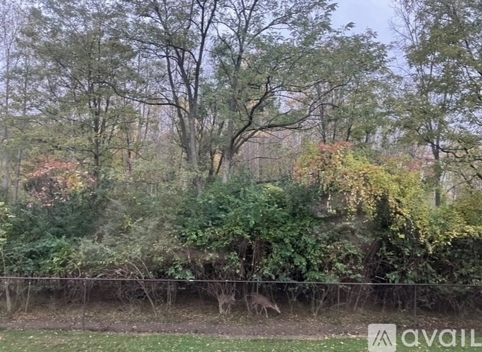 A fence separates a grassy area from a wooded area.