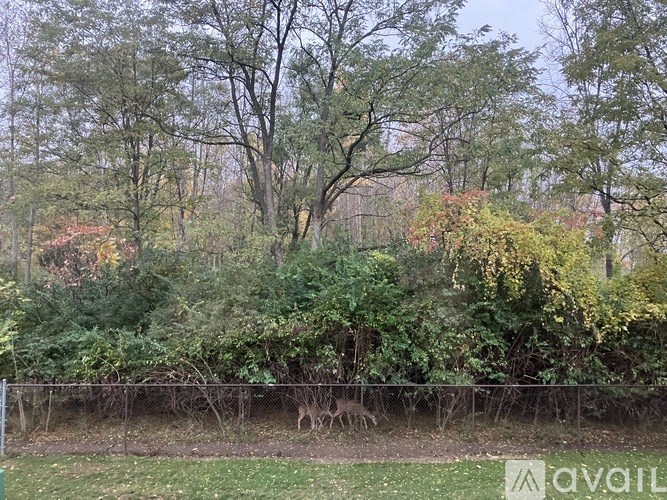 A deer is standing in a field with trees in the background.